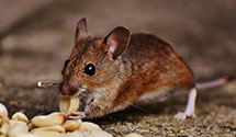 24 Hour & Emergency Exterminators in Bowling Green, OH